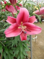 [5203 Campaign Mak No02.JPG]